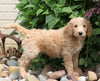 F1B Standard Labradoodle For Sale Millersburg, OH Male- Coby