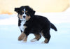 AKC Registered Bernese Mountain Dog For Sale Fredericksburg, OH Male- Spike