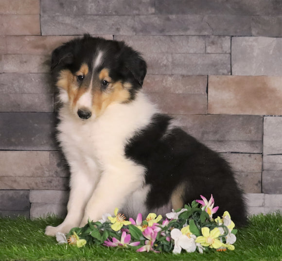 AKC Registered Collie For Sale Fredericksburg, OH Male- Titus