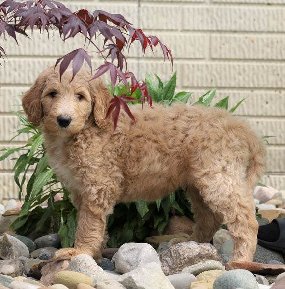 F1B Standard Labradoodle For Sale Millersburg, OH Male- Coby