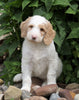 F1B Standard Labradoodle For Sale Millersburg, OH Male- Cooper