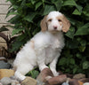 F1B Standard Labradoodle For Sale Millersburg, OH Male- Cooper