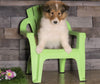 AKC Registered Collie For Sale Fredericksburg, OH Male- Max
