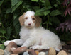 F1B Standard Labradoodle For Sale Millersburg, OH Male- Cooper