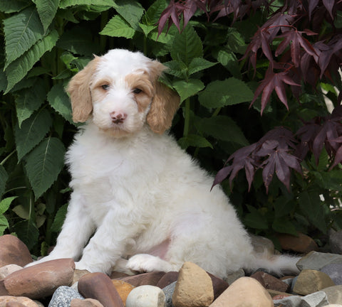 F1B Standard Labradoodle For Sale Millersburg, OH Male- Cooper