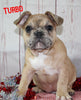 AKC Registered French Bulldog For Sale Danville OH Male-Turbo CHRISTMAS SPECIAL