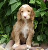 F1B Standard Labradoodle For Sale Millersburg, OH Male- Charley