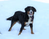 AKC Registered Bernese Mountain Dog For Sale Fredericksburg, OH Male- Spike