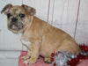 AKC Registered French Bulldog For Sale Danville OH Male-Turbo CHRISTMAS SPECIAL