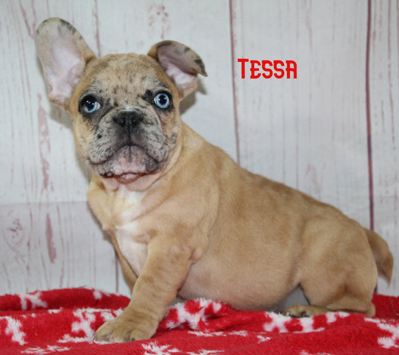 AKC Registered French Bulldog For Sale Danville OH Female-Tessa CHRISTMAS SPECIAL