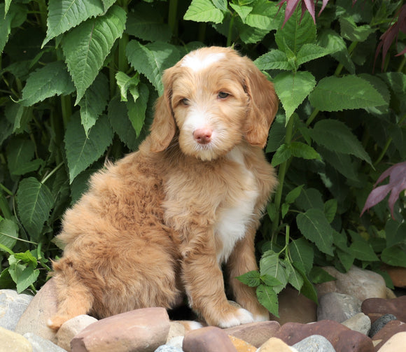 F1B Standard Labradoodle For Sale Millersburg, OH Male- Charley