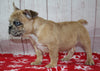 AKC Registered French Bulldog For Sale Danville OH Female-Tessa CHRISTMAS SPECIAL