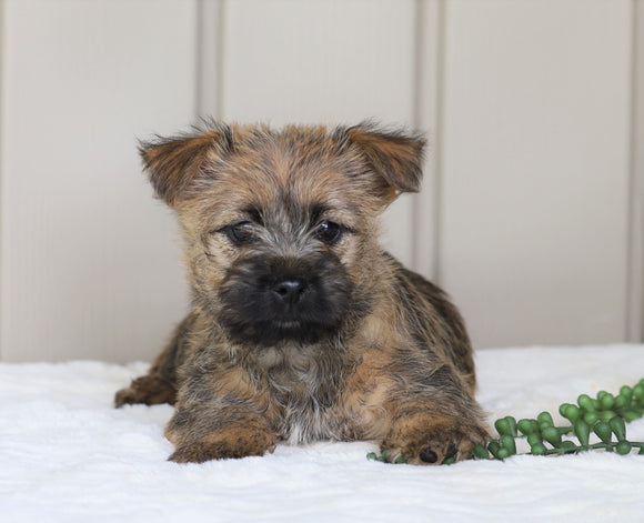 AKC Registered Cairn Terrier For Sale Millersburg, OH Female- Mia
