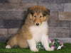 AKC Registered Collie For Sale Fredericksburg, OH Male- Mike