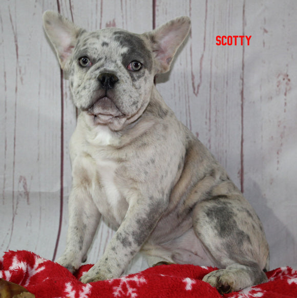 Fluffy French Bulldog For Sale Danville OH Male-Scotty CHRISTMAS SPECIAL