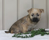 Cairn Terrier For Sale Millersburg, OH Male- Ashton