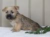 Cairn Terrier For Sale Millersburg, OH Male- Ashton