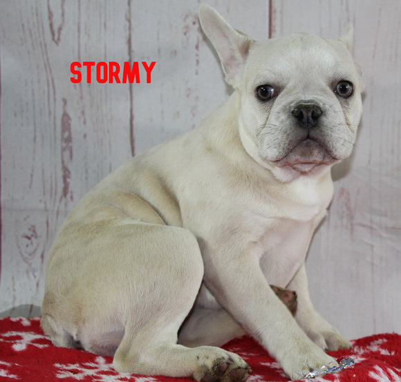 French Bulldog For Sale Danville OH Male-Stormy CHRISTMAS SPECIAL