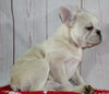 French Bulldog For Sale Danville OH Male-Stormy CHRISTMAS SPECIAL