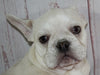 French Bulldog For Sale Danville OH Male-Stormy CHRISTMAS SPECIAL