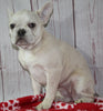 French Bulldog For Sale Danville OH Male-Stormy CHRISTMAS SPECIAL