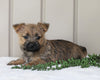 Cairn Terrier For Sale Millersburg, OH Female- Ava