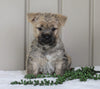 Cairn Terrier For Sale Millersburg, OH Female- Jenna