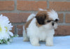 AKC Registered Shih Tzu For Sale Warsaw, OH Male- Donnie