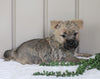 Cairn Terrier For Sale Millersburg, OH Female- Jenna
