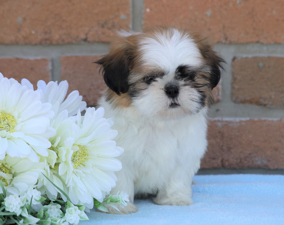 AKC Registered Shih Tzu For Sale Warsaw, OH Male- Donnie
