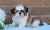 AKC Registered Shih Tzu For Sale Warsaw, OH Male- Donnie