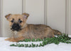 Cairn Terrier For Sale Millersburg, OH Female- Roxanne