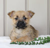 Cairn Terrier For Sale Millersburg, OH Female- Roxanne