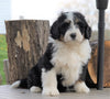 Mini Bernedoodle For Sale Millersburg, OH Male- Rascal