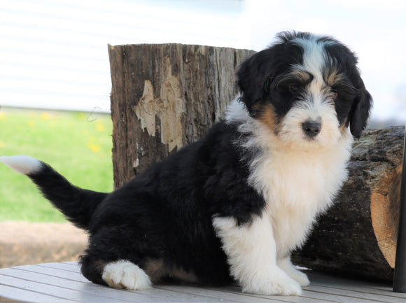 Mini Bernedoodle For Sale Millersburg, OH Male- Rascal