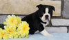 Boston Terrier For Sale Warsaw, OH Male- Louie