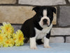 Boston Terrier For Sale Warsaw, OH Male- Louie