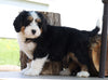 Mini Bernedoodle For Sale Millersburg, OH Male- Boomer