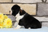 Boston Terrier For Sale Warsaw, OH Male- Louie