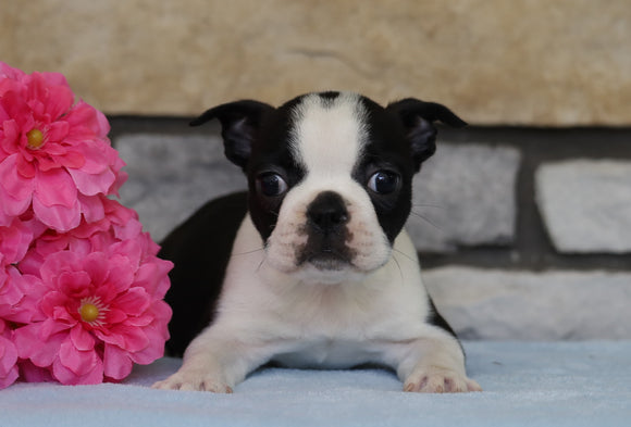 AKC Registered Boston Terrier For Sale Warsaw, OH Female- Rosie
