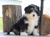 Mini Bernedoodle For Sale Millersburg, OH Male- Ryder
