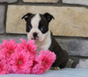 AKC Registered Boston Terrier For Sale Warsaw, OH Female- Sophie