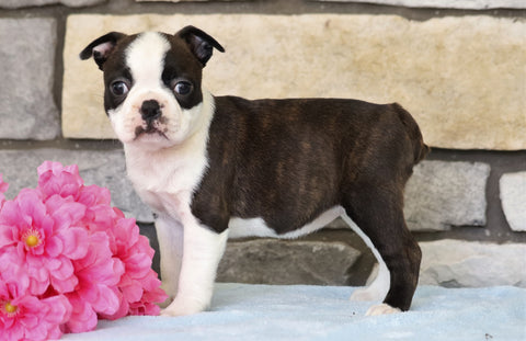 AKC Registered Boston Terrier For Sale Warsaw, OH Female- Sophie