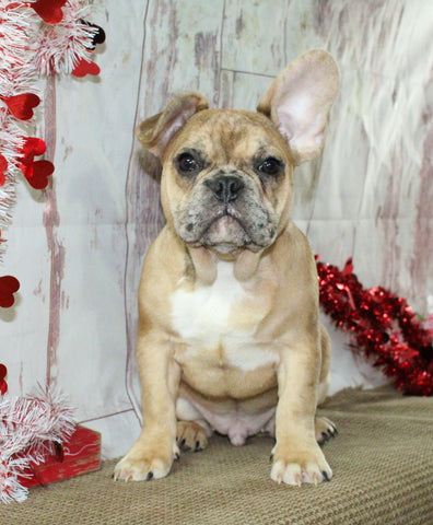 AKC Registered French Bulldog For Sale Danville OH Male-Turbo CHRISTMAS SPECIAL