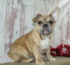 AKC Registered French Bulldog For Sale Danville OH Male-Turbo CHRISTMAS SPECIAL