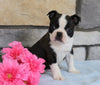 Boston Terrier For Sale Warsaw, OH Male- Tucker