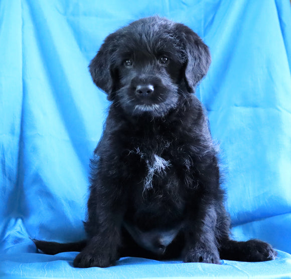 Mini Labradoodle For Sale Fredericksburg, OH Male- Bingo