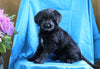 Mini Labradoodle For Sale Fredericksburg, OH Male- Bingo