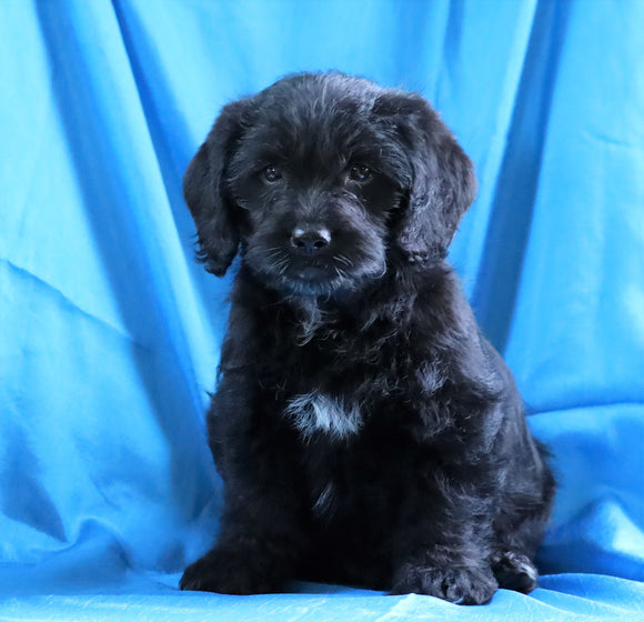 Mini Labradoodle For Sale Fredericksburg, OH Male- Bozo