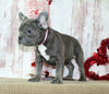 AKC French Bulldog For Sale Danville OH Female-Venesa CHRISTMAS SPECIAL